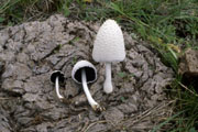 Coprinopsis nivea